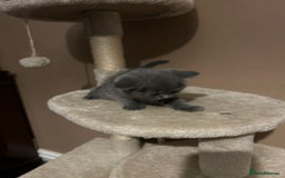 British Shorthair cats for sale: British Shorthair  - Image 11