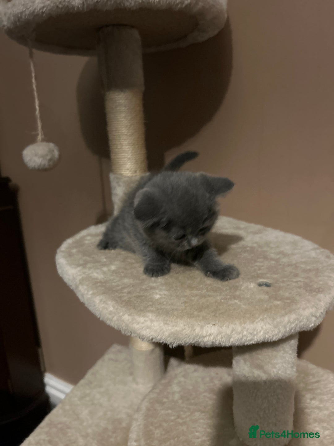 British Shorthair cats for sale: British Shorthair  - Image 11