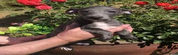 Italian Greyhound dogs for sale: KC registered Italian Greyhounds - Advert 3