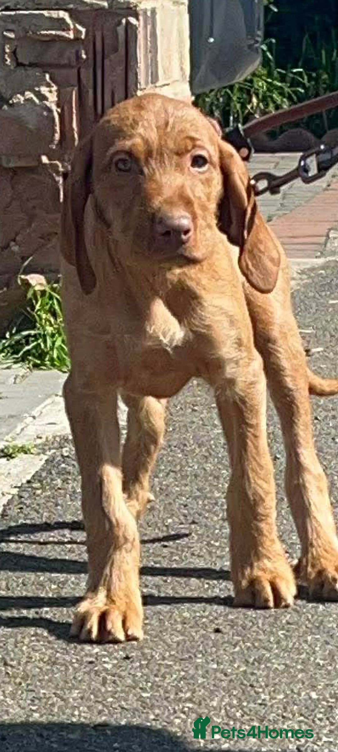 Hungarian Vizsla dogs Beautiful Hungarian Vizsla Puppies READY NOW - Advert 1