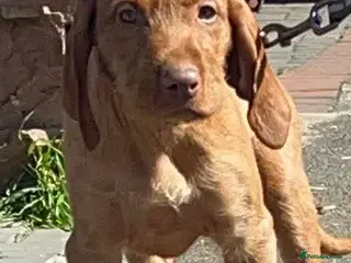 Hungarian Vizsla dogs Beautiful Hungarian Vizsla Puppies READY NOW - Advert 1