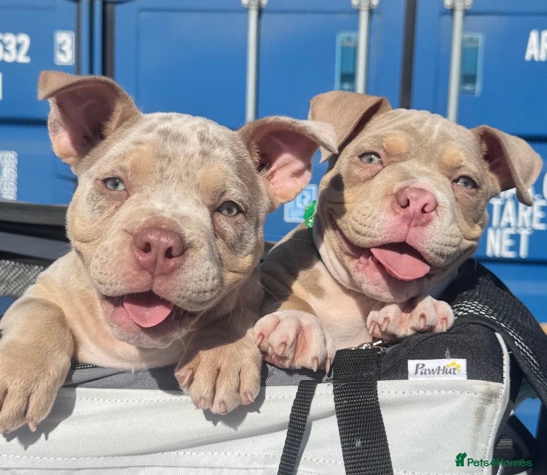 American Bully dogs for sale: FEMALE POCKET BULLY AVAILABLE🤩🏡🩷 - Image 2