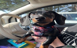 Miniature Dachshund dogs for stud: Black & tan Smooth Haired Dachshund Stud. - Image 10