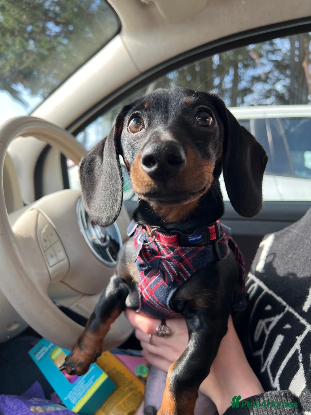 Miniature Dachshund dogs for stud: Black & tan Smooth Haired Dachshund Stud. - Image 10
