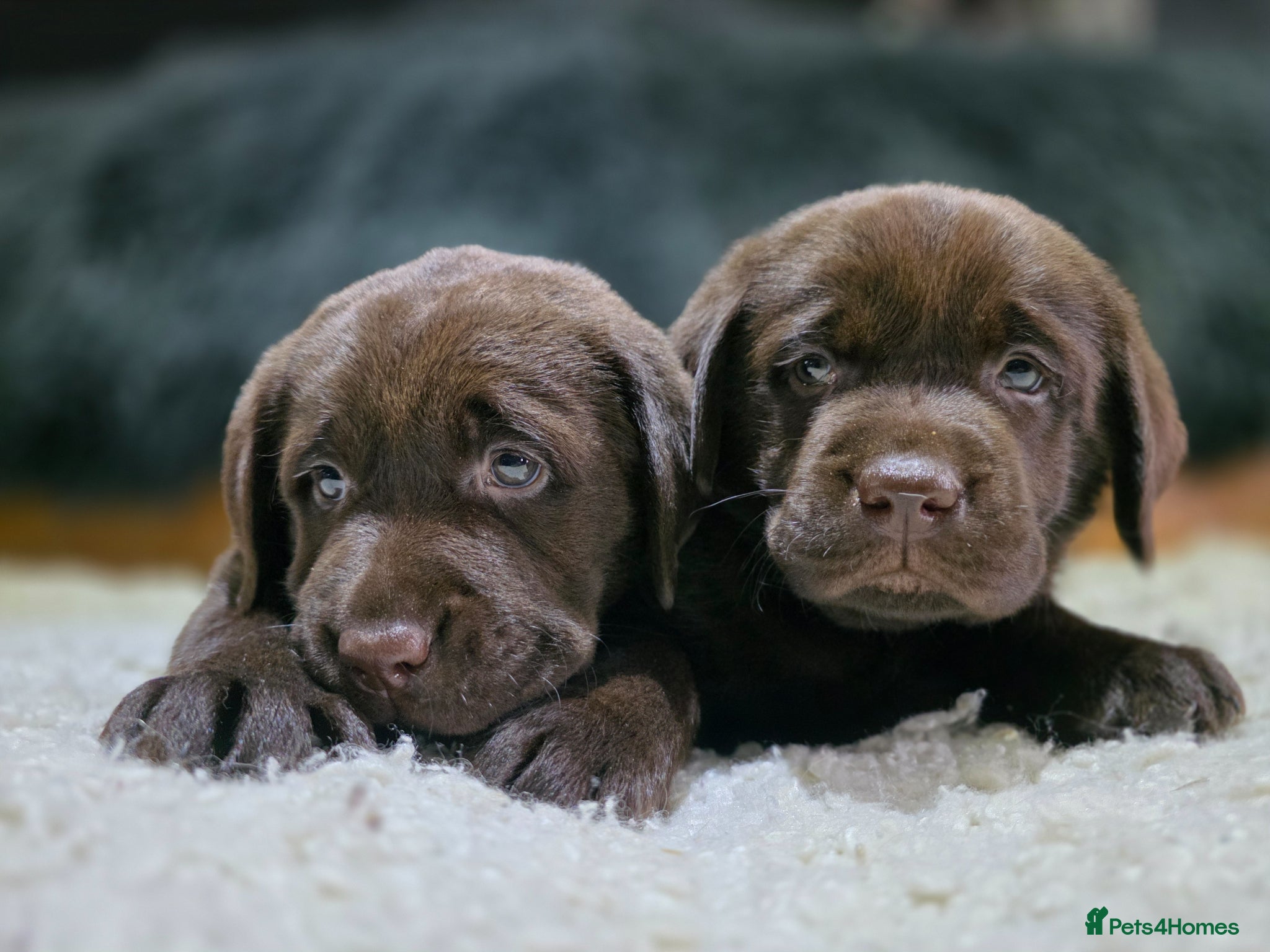 Labrador Retriever dogs High Quality Chunky Chocolate Labrador Puppies - Advert 1