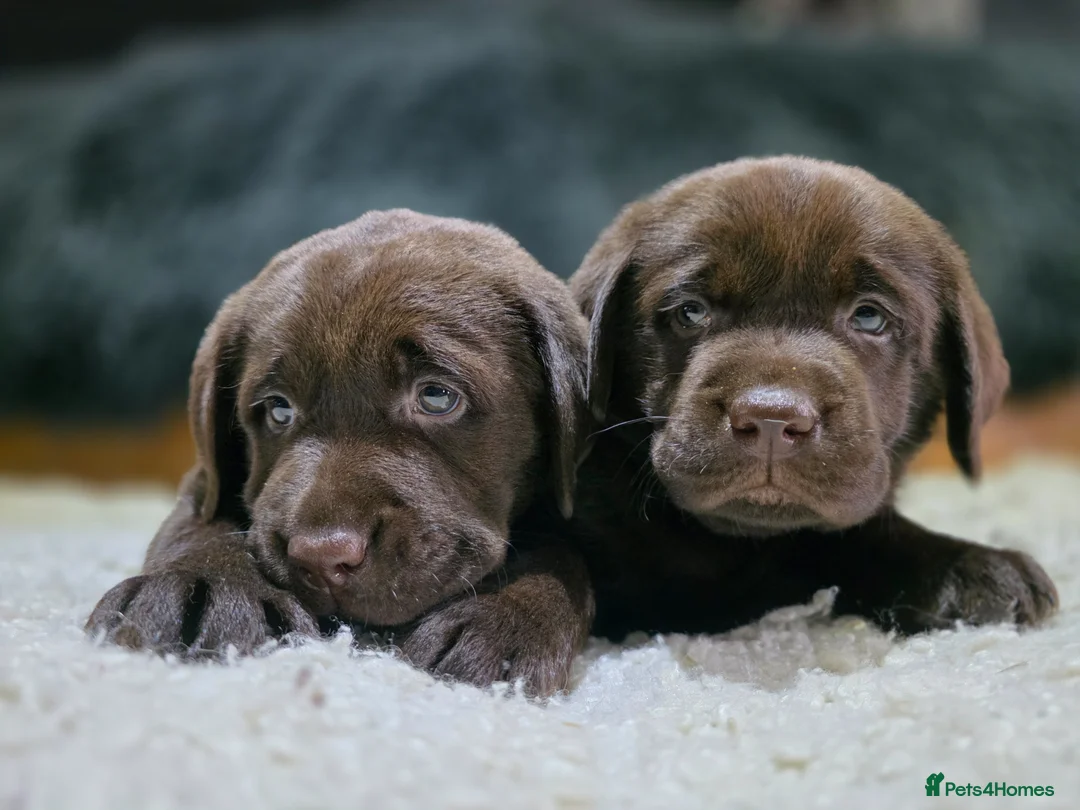 Labrador Retriever dogs for sale: High Quality Chunky Chocolate Labrador Puppies - Advert 1
