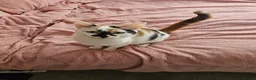 Mixed Breed cats for sale: Gorgeous kittens looking for their forever home - Advert 3