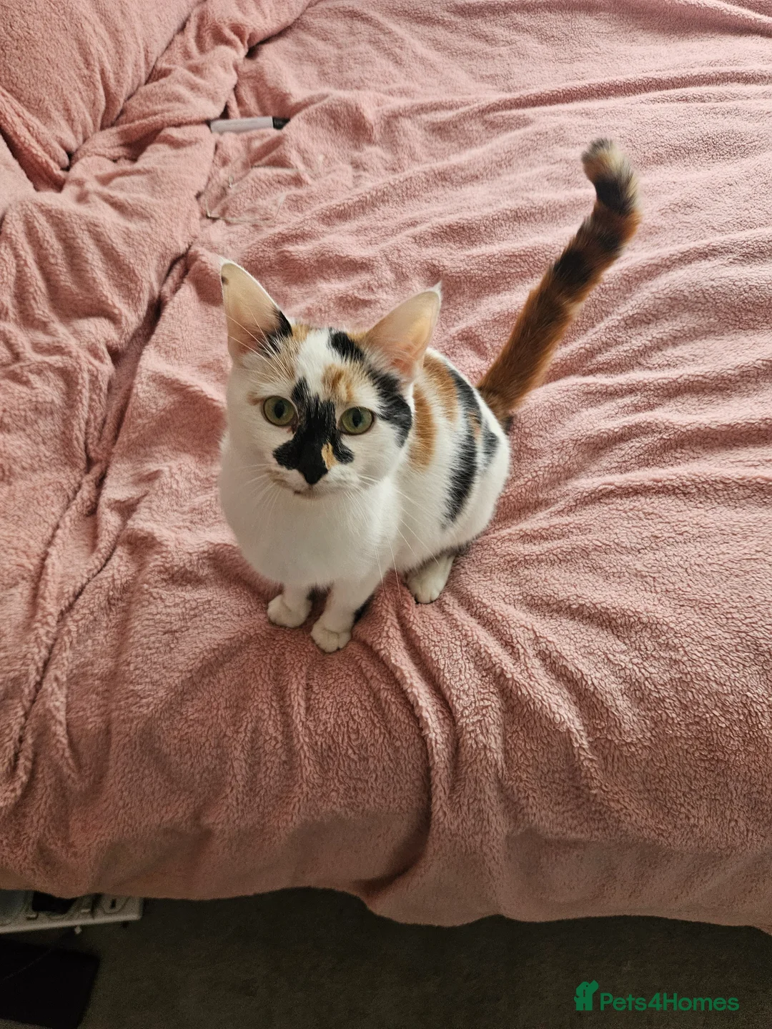 Mixed Breed cats for sale: Forever home needed 😍 - Advert 2