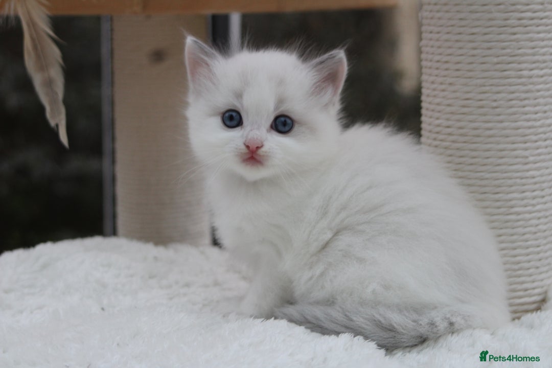 Ragdoll cats for sale: Blue Lynx Bicolour Ragdoll TICA Registered  - Advert 6