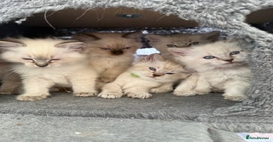 Ragdoll cats - Advert 13
