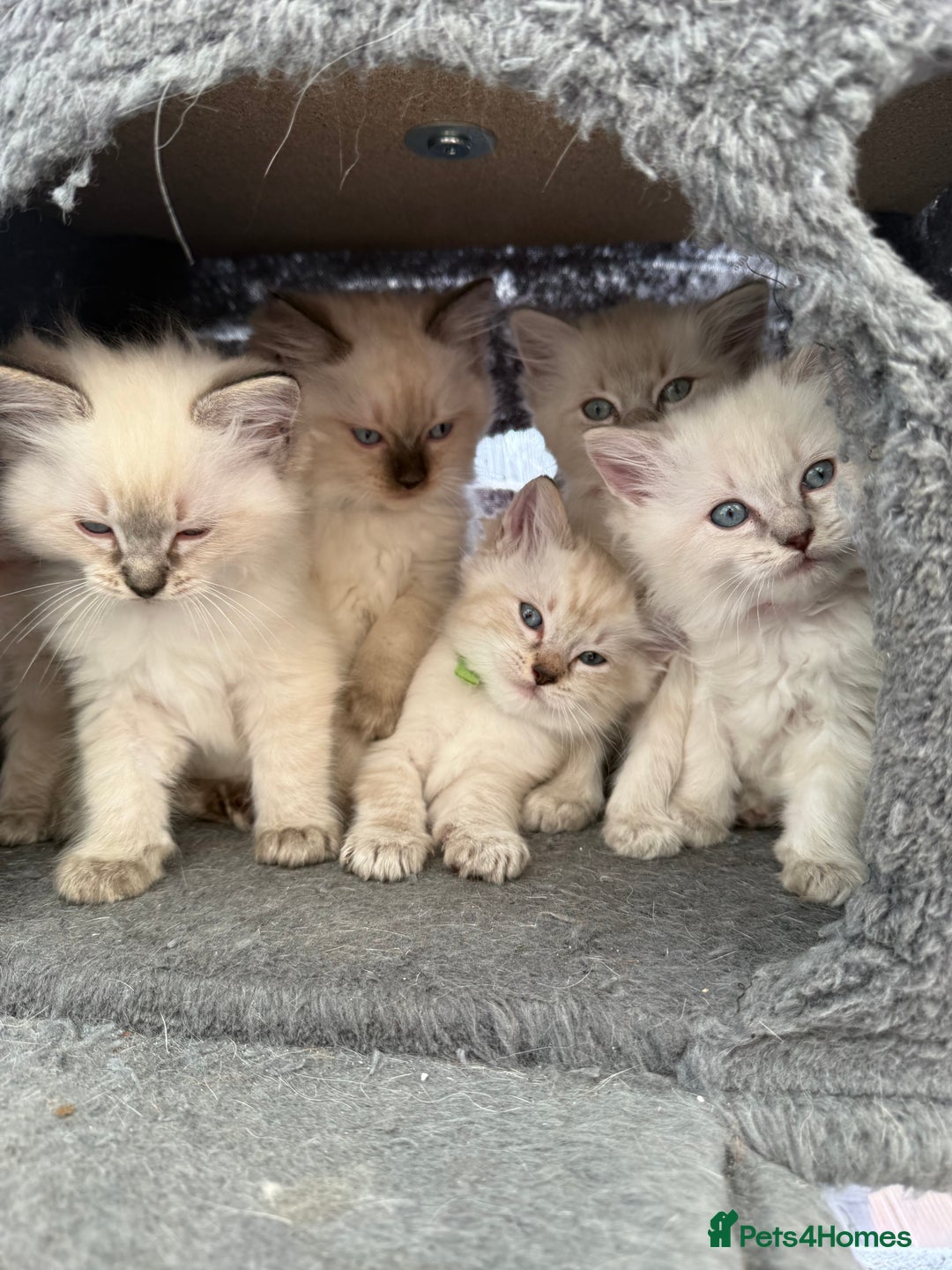 Ragdoll cats for sale: *stunning* litter of 7 ragdoll kittens  - Image 2