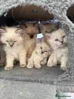 Ragdoll cats - Advert 16