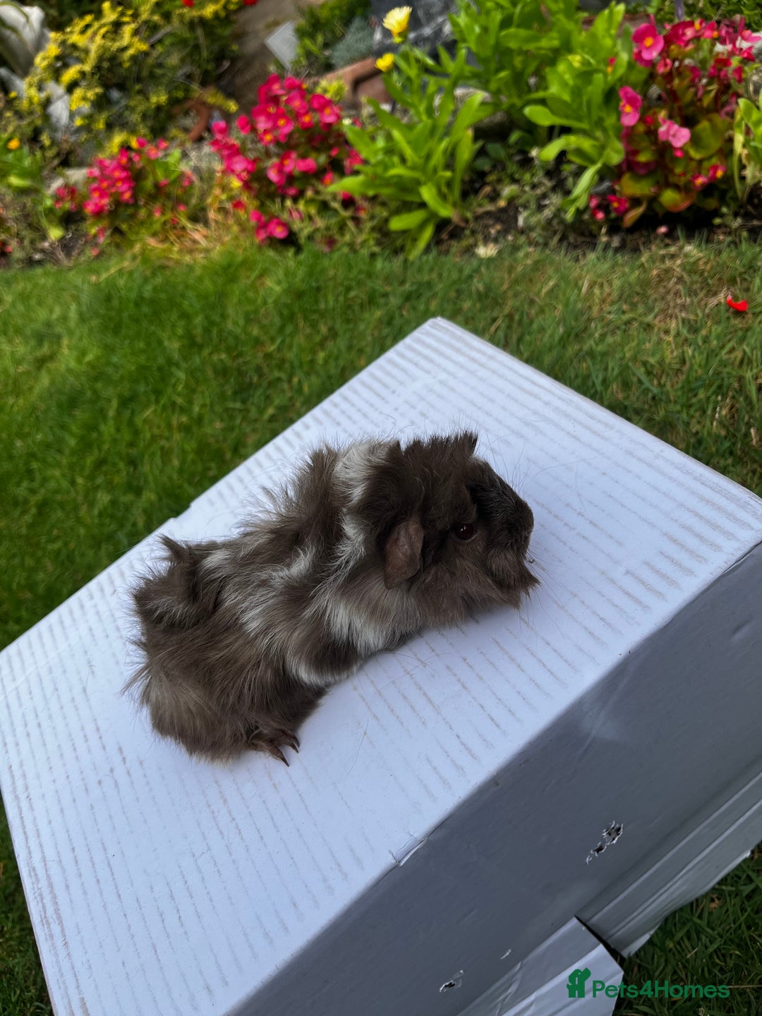 Guinea Pig rodents for sale: Baby boars  - Image 18