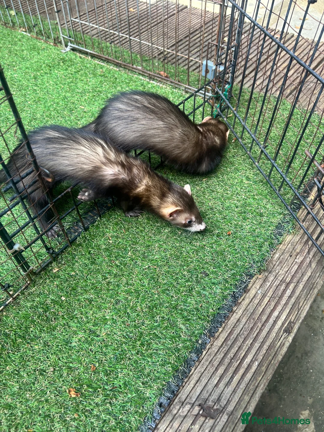 Ferret rodents for sale: Baby boy Ferrets - Advert 7