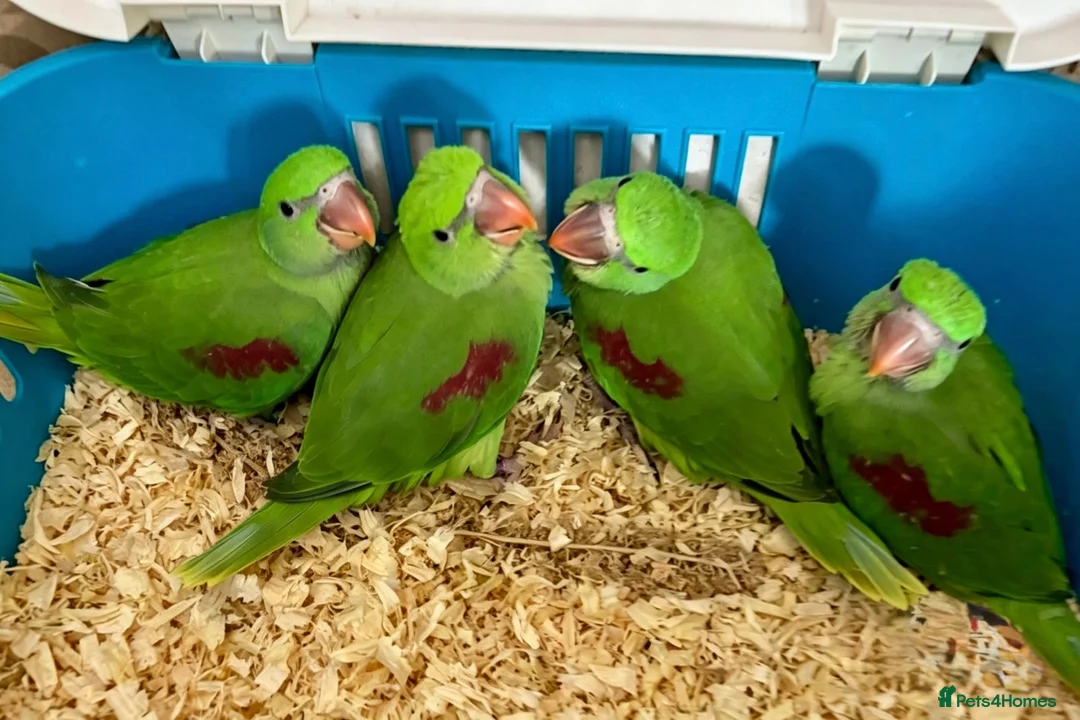 Parrots birds for sale: Hand Reared Tame talking. Baby Alexandrian Parrots - Advert 2