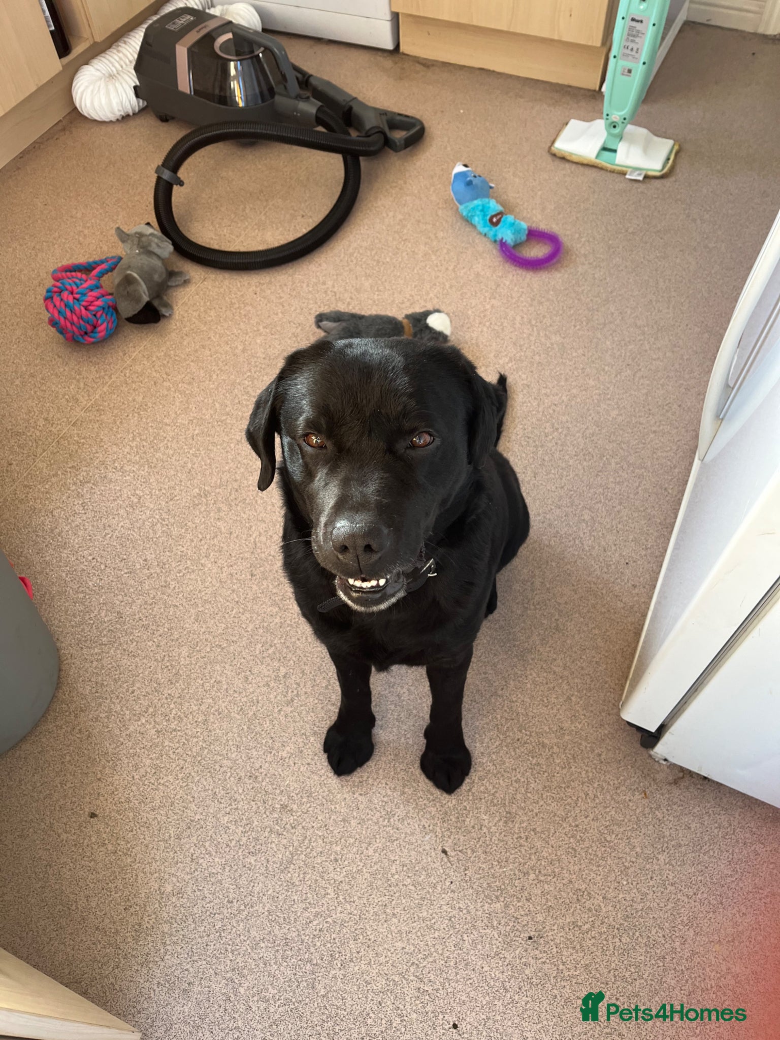 Labrador Retriever dogs Black Labrador  - Advert 13