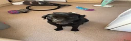 Labrador Retriever dogs for sale: Black Labrador  - Advert 1