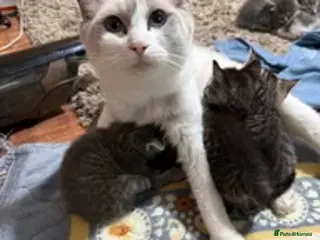 Mixed Breed cats Kitten for Sale - Advert 2