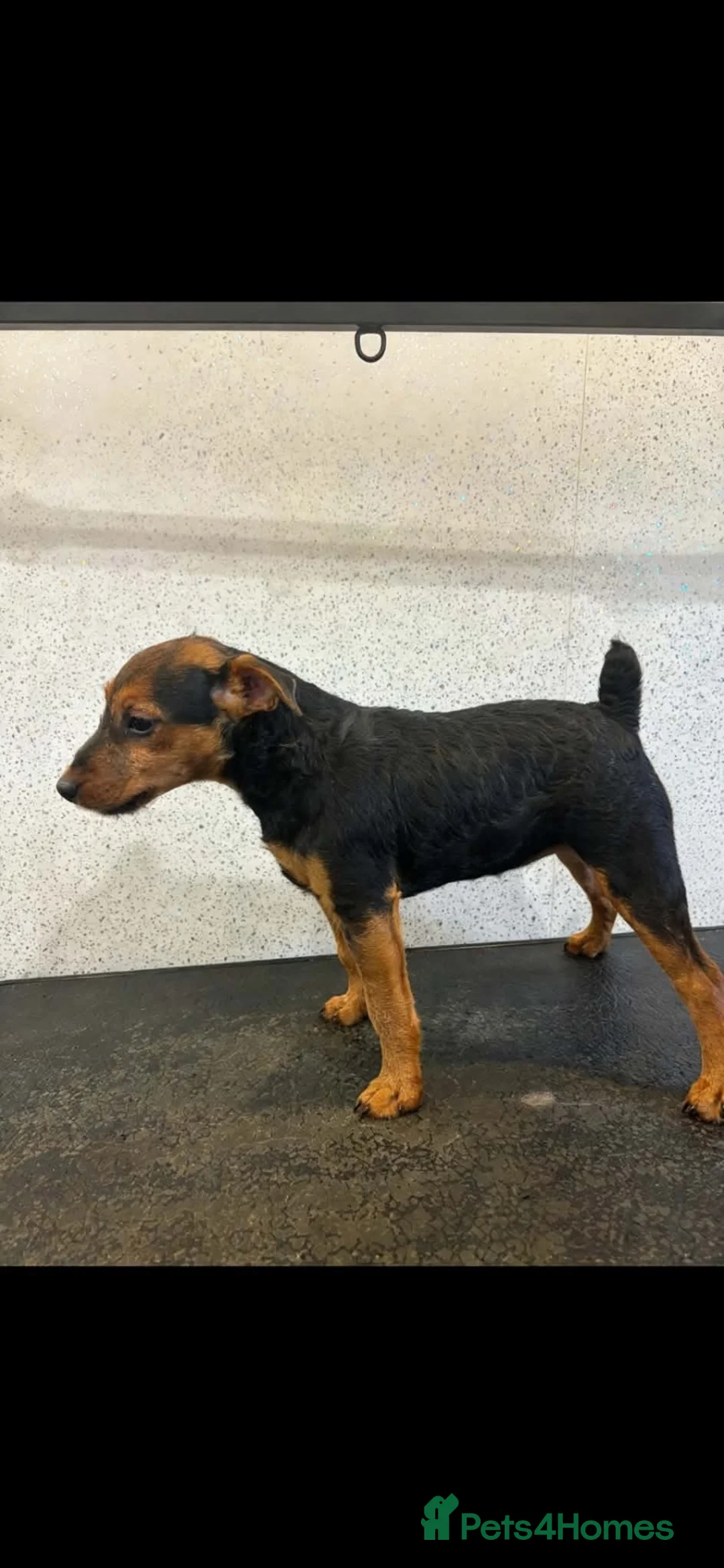 Lakeland Terrier dogs for sale: Lakeland terrier puppies (working type) - Advert 2