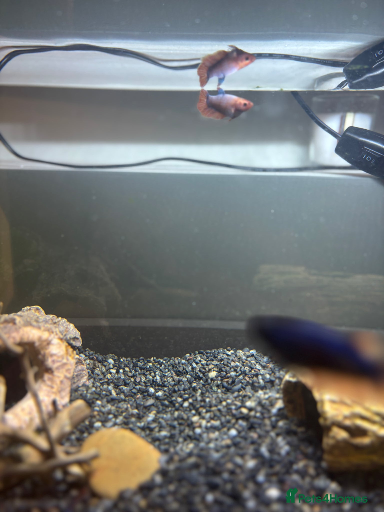 Bettas fish for sale: 3 bettas, 5 neon tetras, one clown pleco - Advert 3