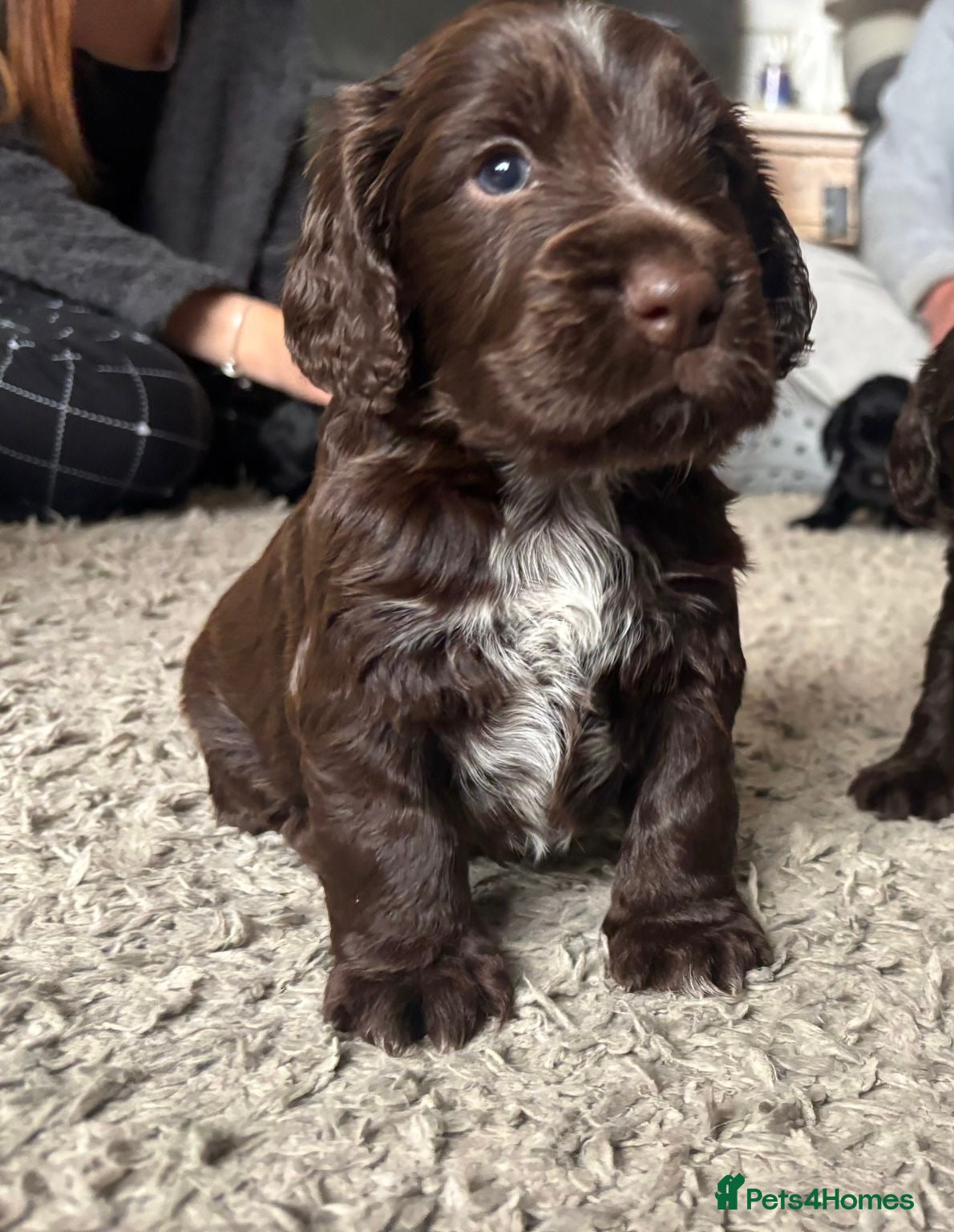 Cocker Spaniel dogs Last chocolate cocker spaniel puppy!!  - Advert 10
