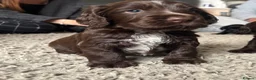 Cocker Spaniel dogs for sale: Last chocolate cocker spaniel puppy!!  - Advert 1