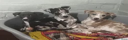 Lurcher dogs for sale: Indie & Murphy’s Love Story – The Next Chapter 🐾 - Advert 13