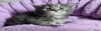 Maine Coon Kitten 2 EmmyLou