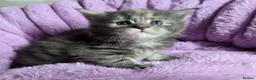 Maine Coon cats for sale: Stunning Maine Coon kittens - Advert 14