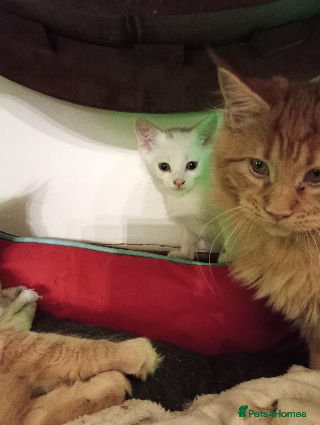 Turkish Van cats for sale: wonderful white cat - Advert 4