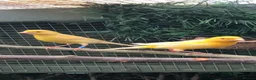 Canaries birds for sale: Satinette canaries crossed with Raza in Middlesbrough - Advert 5