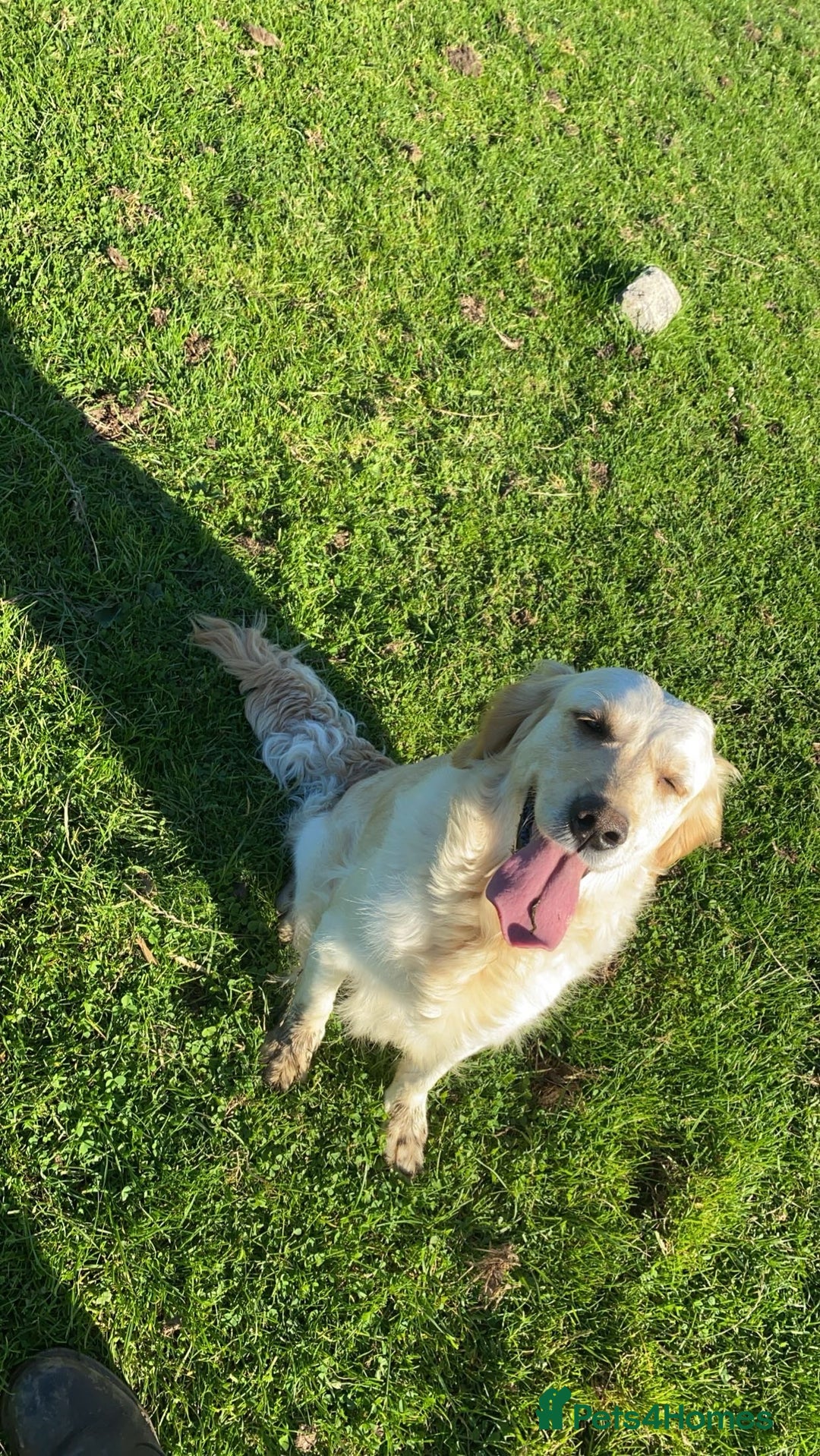 Golden Retriever dogs for sale: Golden retriever  - Image 3