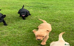 Labrador Retriever dogs for sale: Labrador pups - Image 5