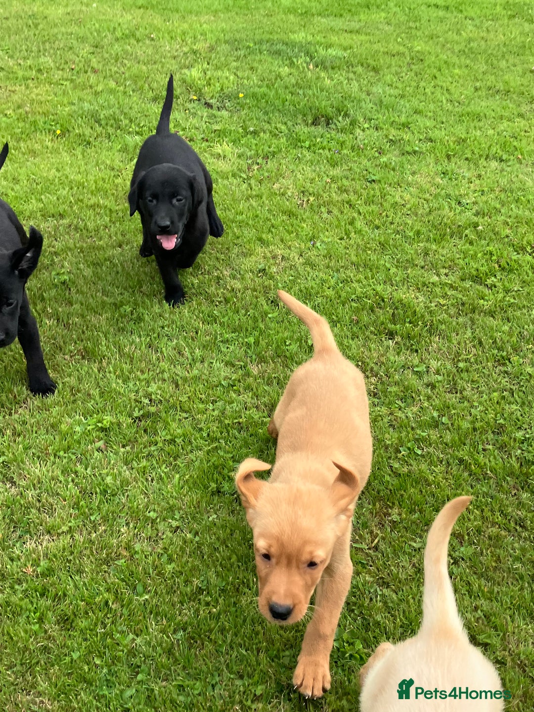 Labrador Retriever dogs for sale: Labrador pups - Image 5