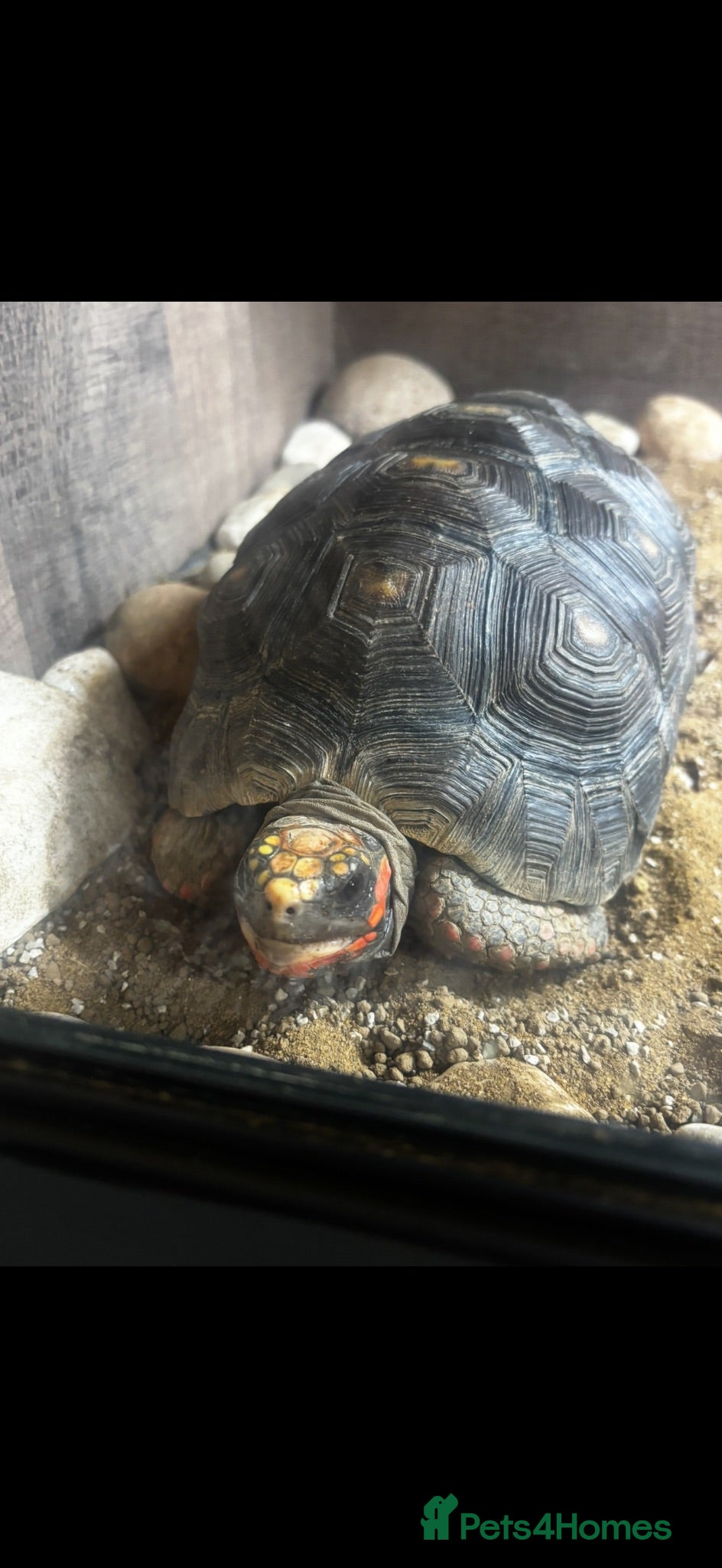 Tortoise reptiles Red foot tortoise + enclosure  - Advert 1
