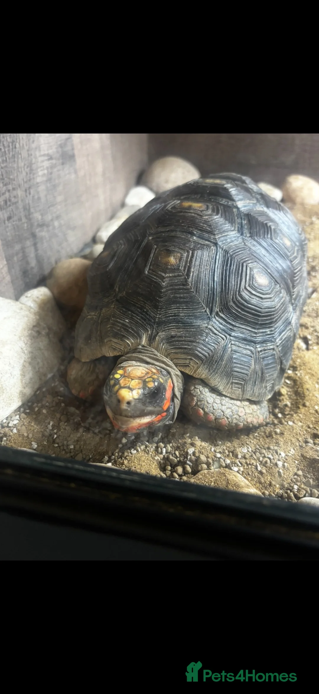 Tortoise reptiles for sale: Red foot tortoise + enclosure  in Milton Keynes - Advert 1