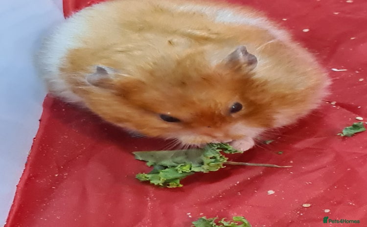 Hamster rodents - Advert 1