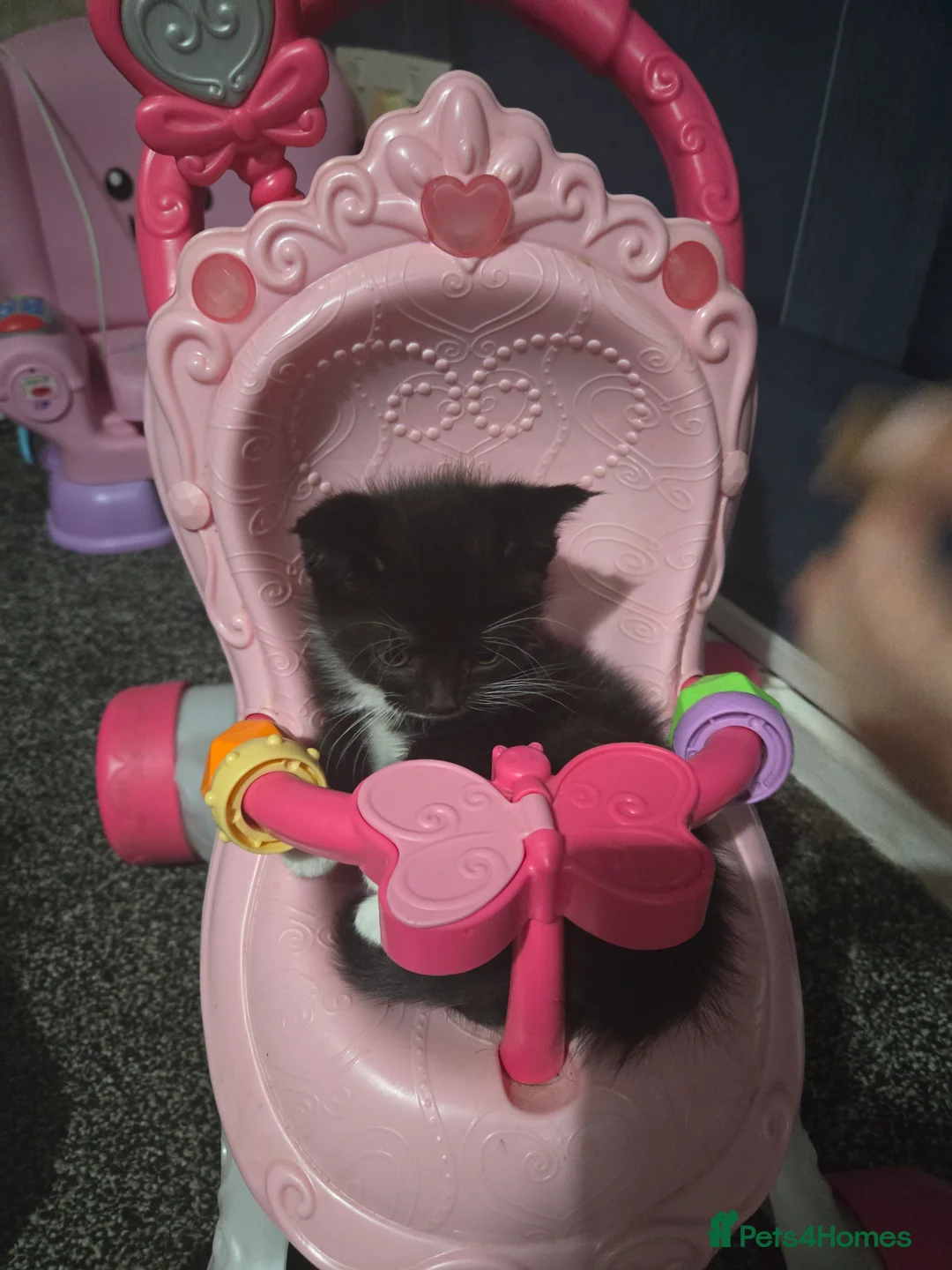 British Shorthair cats for sale: Stunning Kittens Ready For Forever Homes  - Advert 1
