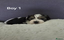 Mixed Breed dogs for sale: Shorkie x Morkie  - Image 1