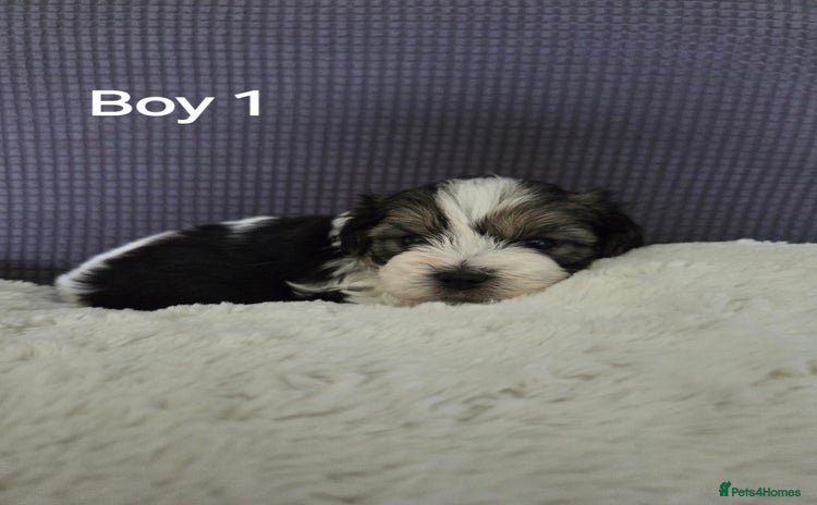 Mixed Breed dogs - Advert 6