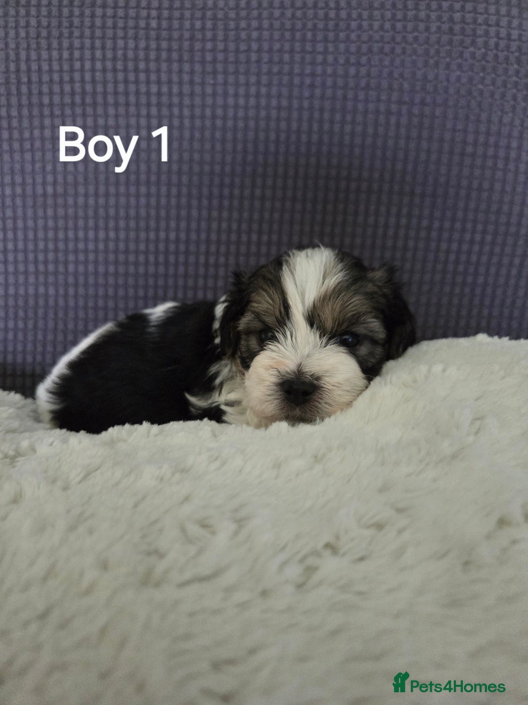 Mixed Breed dogs for sale: Shorkie x Morkie  - Image 1