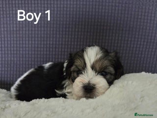 Mixed Breed dogs - Advert 3