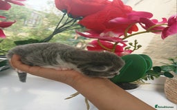 Russian Blue cats for sale: Russain blue x Maine coon Kittens for Sale - Image 2