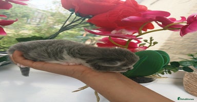 Russian Blue cats - Advert 3