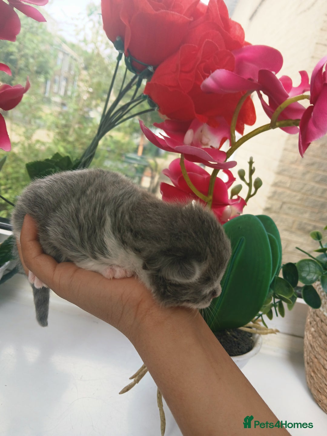 Russian Blue cats for sale: Russain blue x Maine coon Kittens for Sale - Image 2
