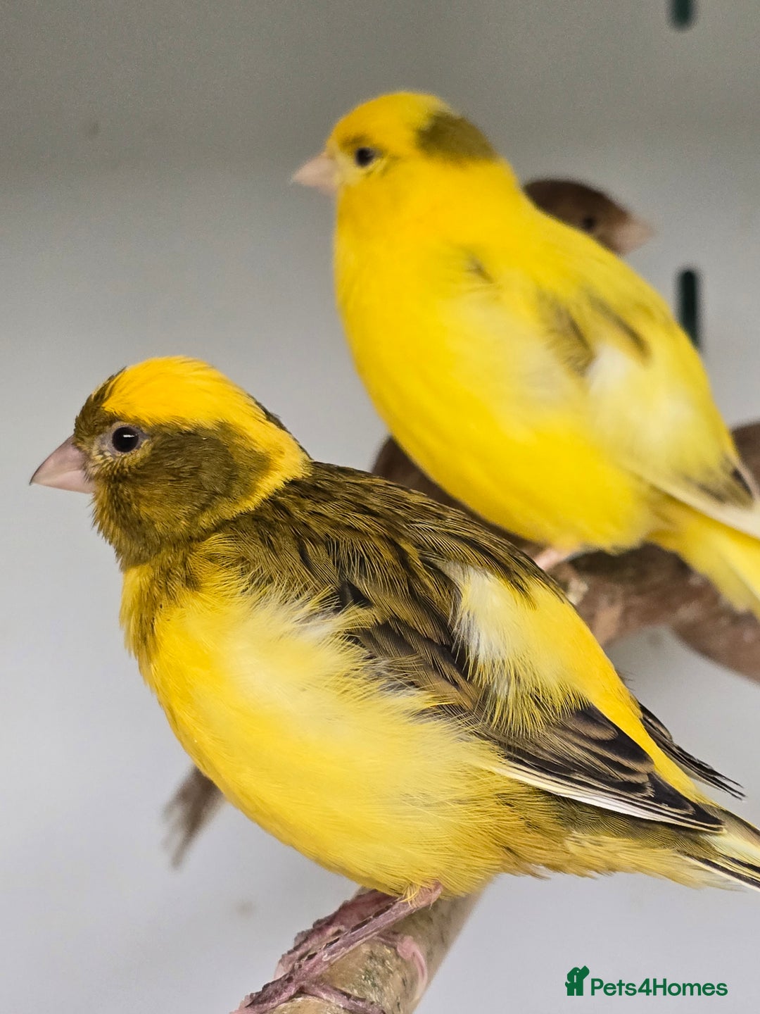 Canaries birds for sale: Gorgeous cute canaries available now!!! - Advert 3