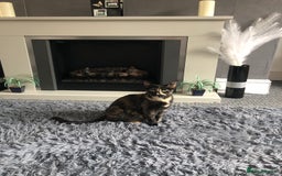 Mixed Breed cats for sale: 6 beautiful kittens - Image 5