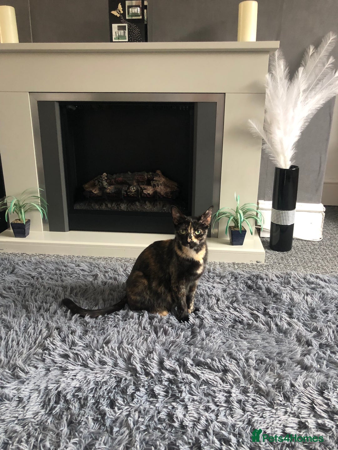 Mixed Breed cats for sale: 6 beautiful kittens - Image 5