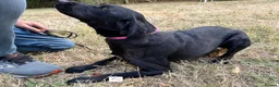 Springador dogs for sale: Willow - Fully Trained Pet Springador in Market Drayton - Advert 4