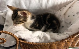 Bengal cats for sale: Bengal kittens ready now - Image 20